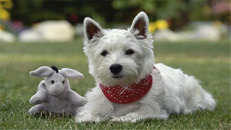 常见的梗犬有什么,梗犬是什么狗