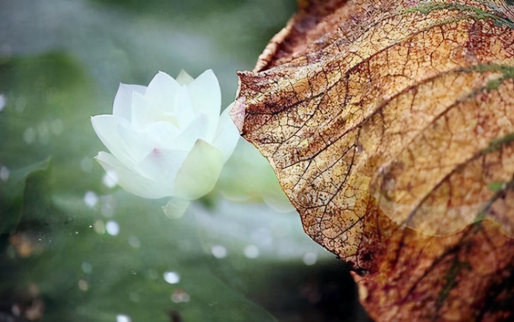 心直口快为什么没人缘,心直口快原来是一种愚蠢