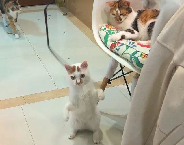 什么原因会导致猫咪便秘,猫咪便便软不成形分析