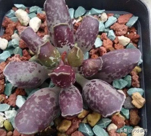 多肉品种水泡,粉色萌宠多肉