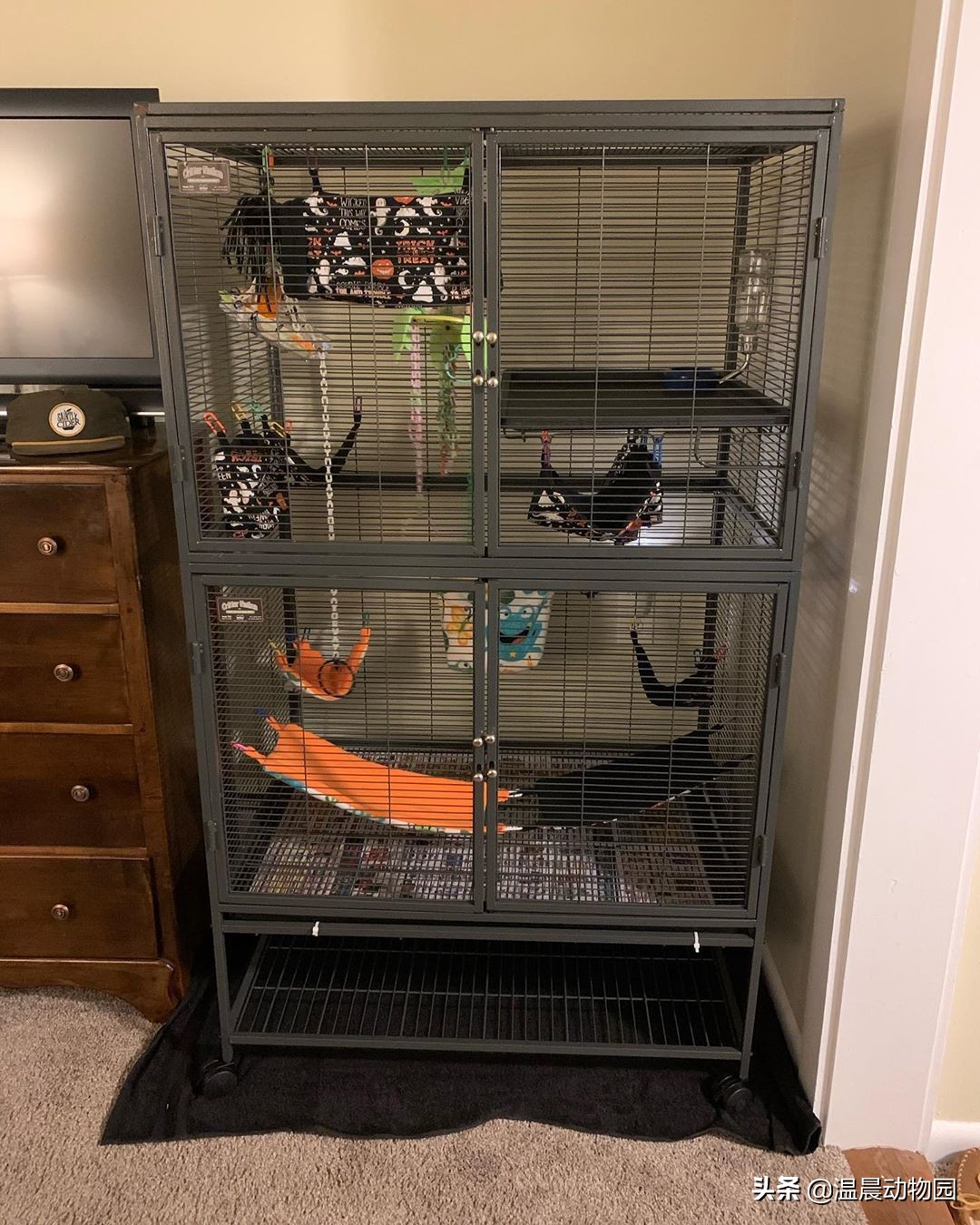 蜜袋鼯散养好吗,蜜袋鼯合法吗