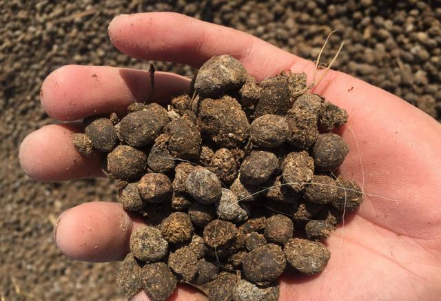 羊粪有机肥适合什么植物,羊粪鸡粪哪种种菜好