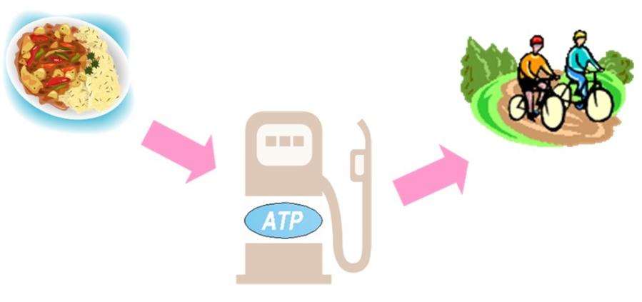 正确认识胰岛素及胰岛素新进展,胰岛素抵抗该如何减脂增肌