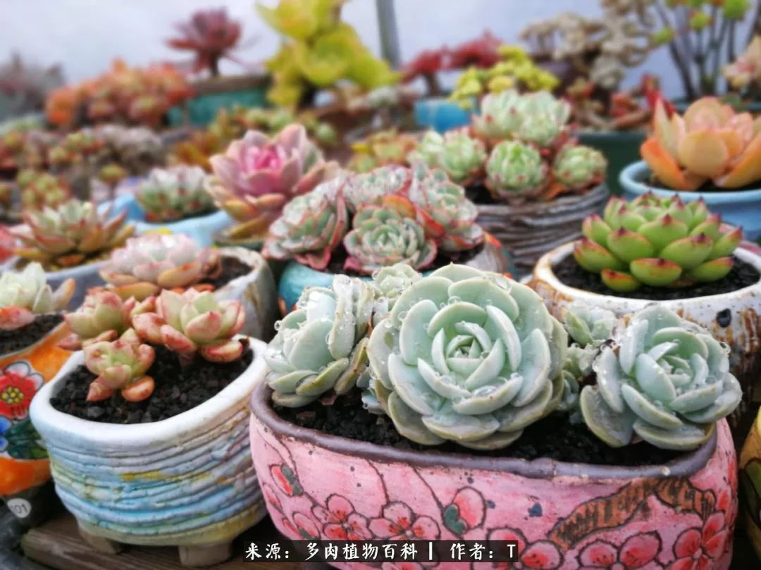 多肉还可以这样玩(上):八年养肉路剪影!