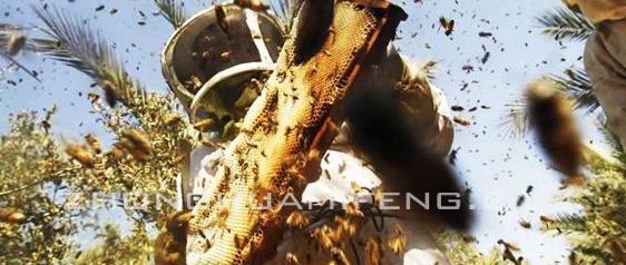 夏季蜜蜂防逃要不要上防逃片,夏季怎么防止蜜蜂飞逃