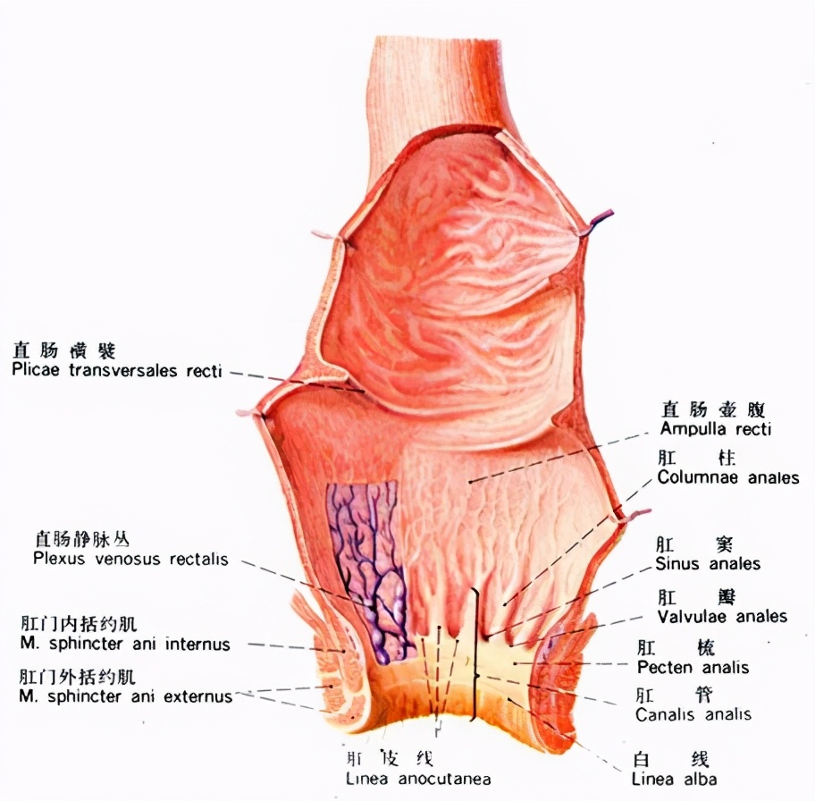 痔疮发展到什么程度了适合手术,痔疮目前国内最先进的手术