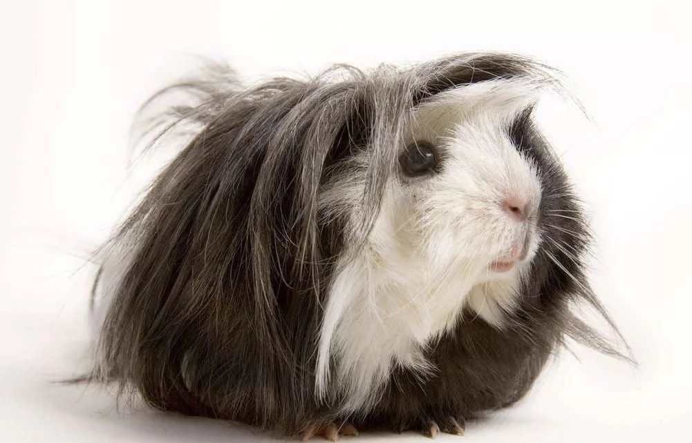 猫咪吐毛球然后连续吐胃液怎么办,猫咪吐毛球怎么解决毛球症