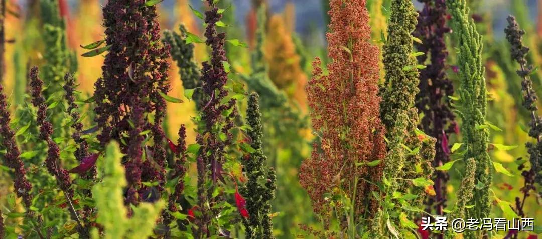 山西忻州静乐天地藜麦,山西静乐县杂粮