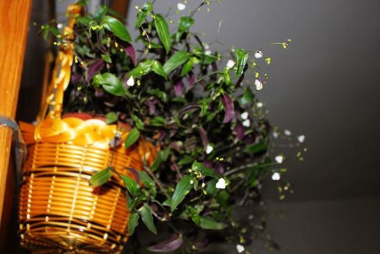 自己种一盆婚纱吊兰,开花白色小花,送女神心意足