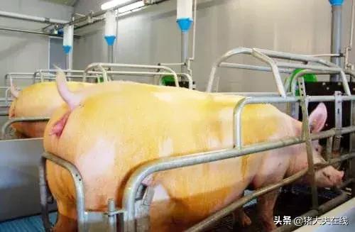 猪场清洁消毒有神方？齐齐剁手十大神器！