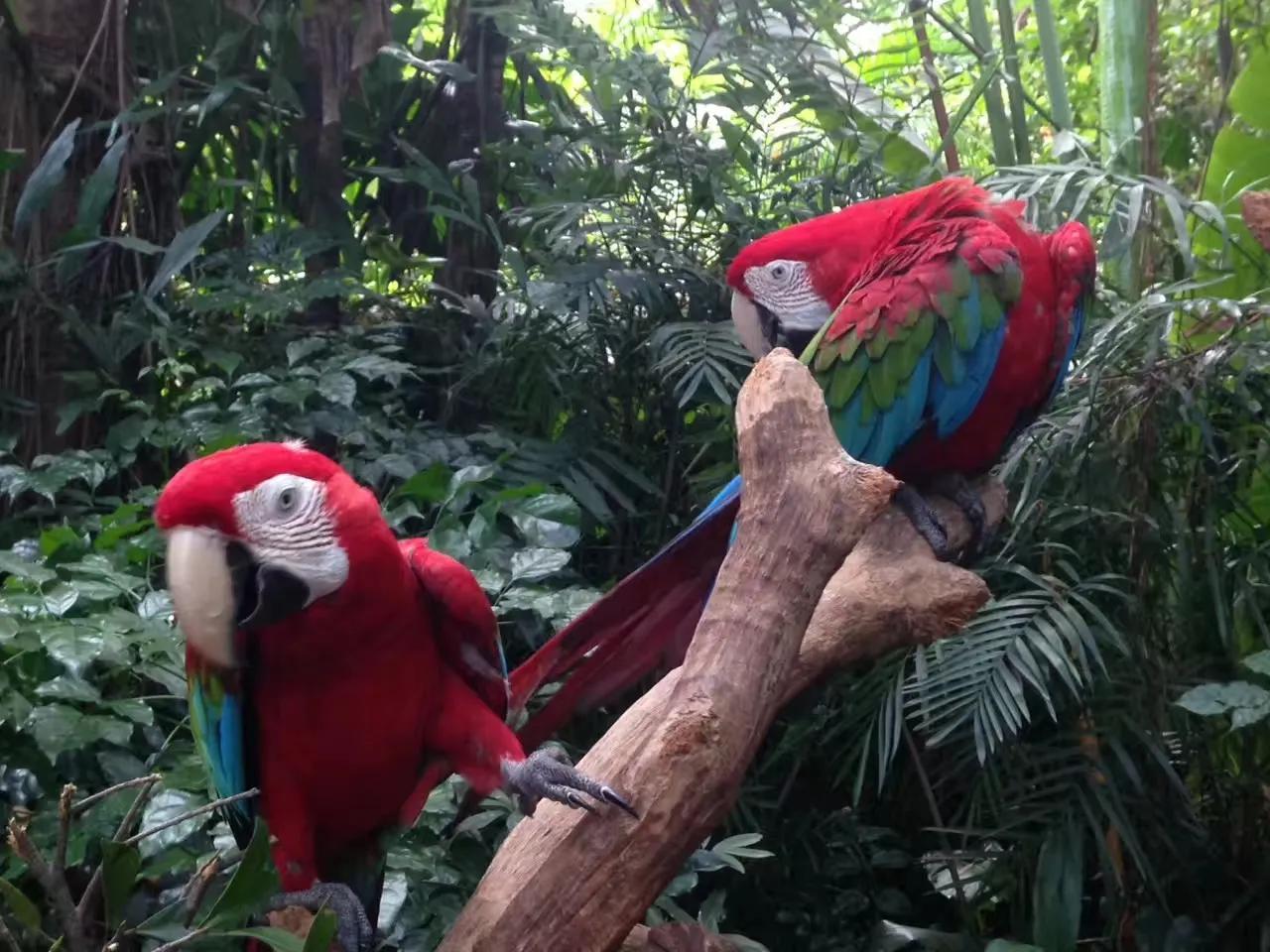 广州长隆野生动物园最全游玩攻略,长隆野生动物园游玩攻略