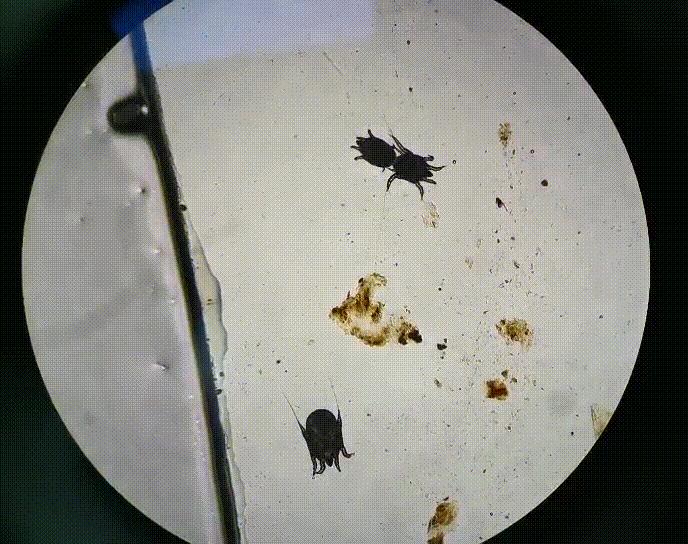 猫咪耳螨怎么治疗才能彻底好,耳螨猫咪用什么药猫咪老是乱动