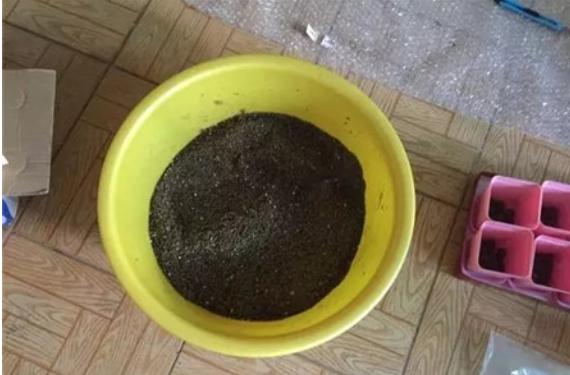 花卉多菌灵怎么选,丽姐说花卉教程