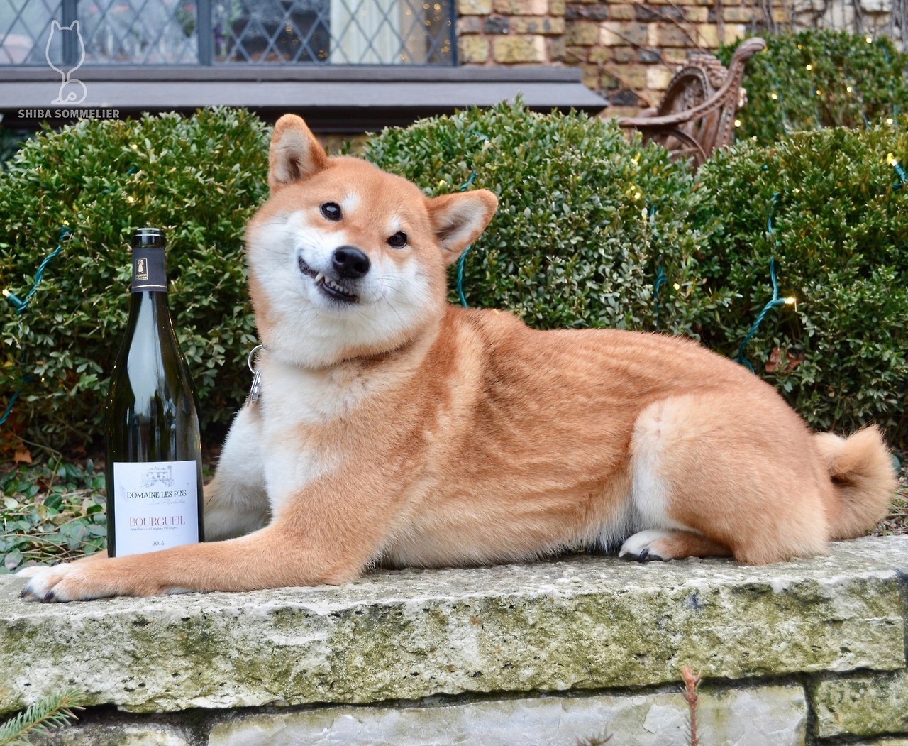 买柴犬买有黑毛的好吗,买柴犬