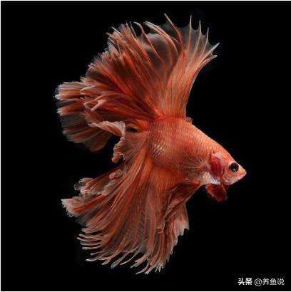 哪种泰国斗鱼比较好养,泰国斗鱼和中国斗鱼哪一个好看