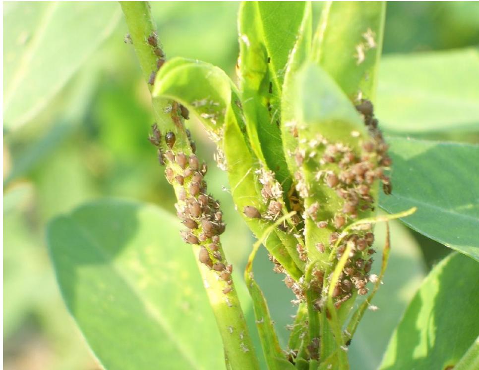 槐树上的蚜虫怎么根治,春季槐树蚜虫防治不及时