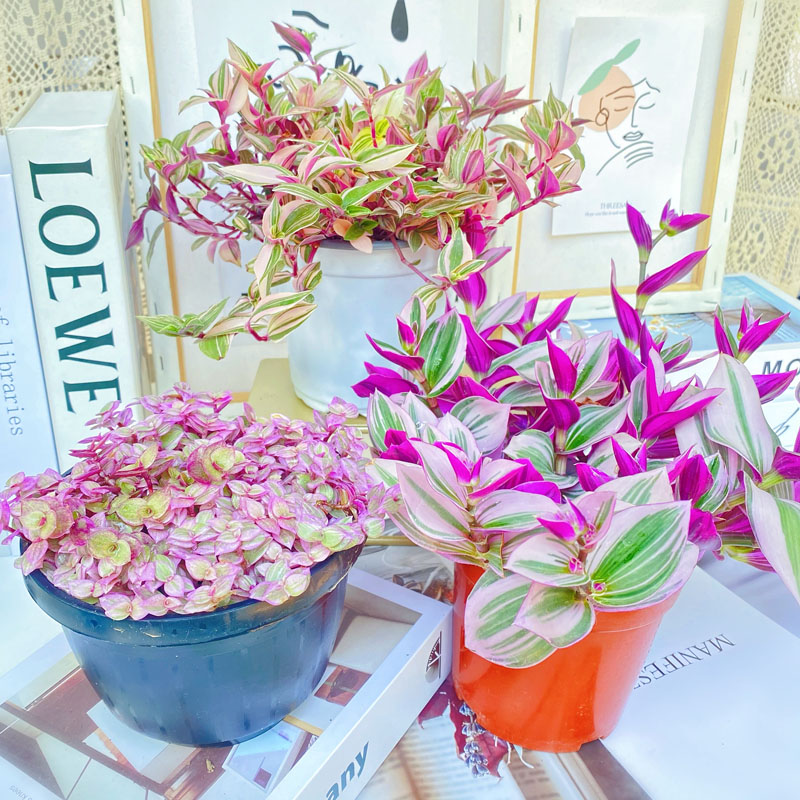 便宜的网红花有哪些图片,4种高颜值网红花