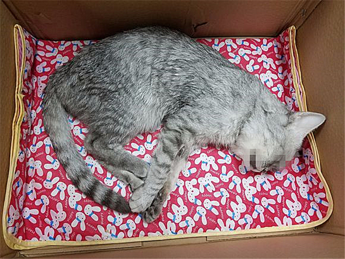 猫咪绝育辟谣,猫咪绝育肺水肿