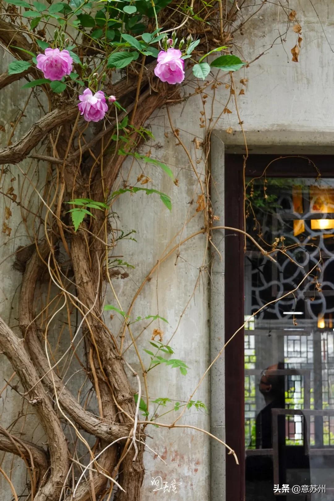 姑苏记艺圃蔷薇,苏州蔷薇艺圃