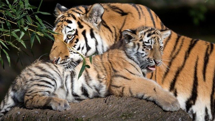 狮子和老虎打架的故事,老虎和狮子打架谁厉害