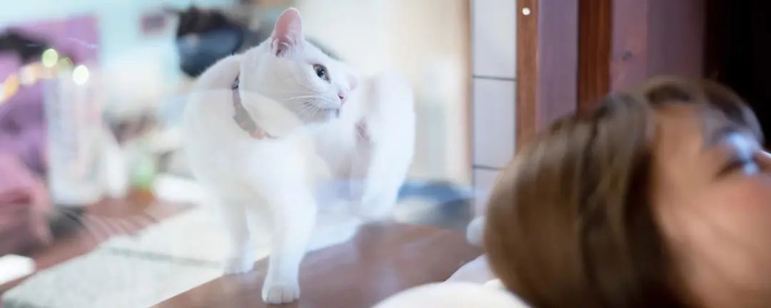 猫咖是不是会收留真猫咪打工,猫咪去猫咖打工是真的吗