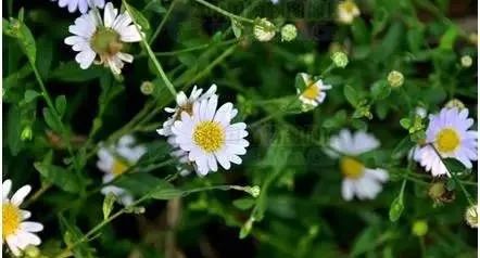 路边常见的中草药植物,路边常见草药视频