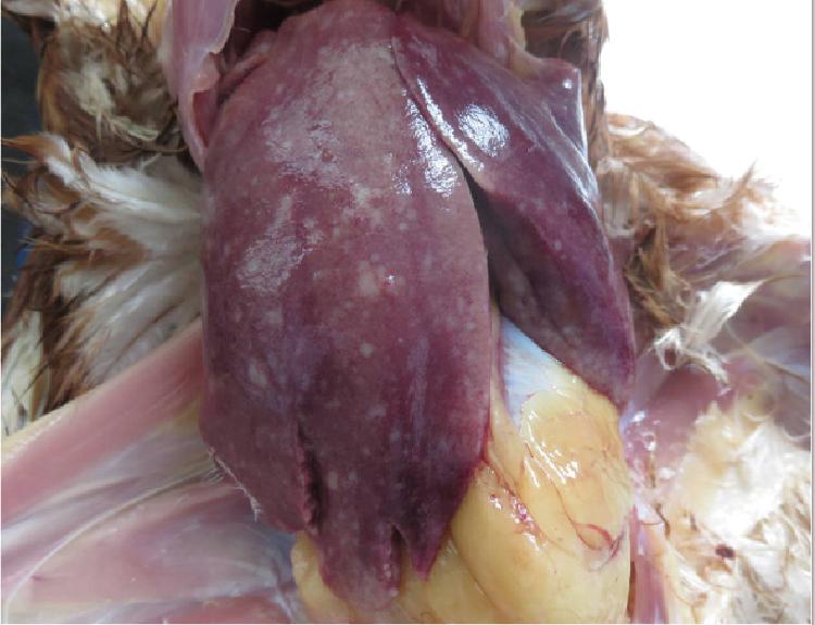 鸡得白血病如何防治,鸡白血病的诊断与防治