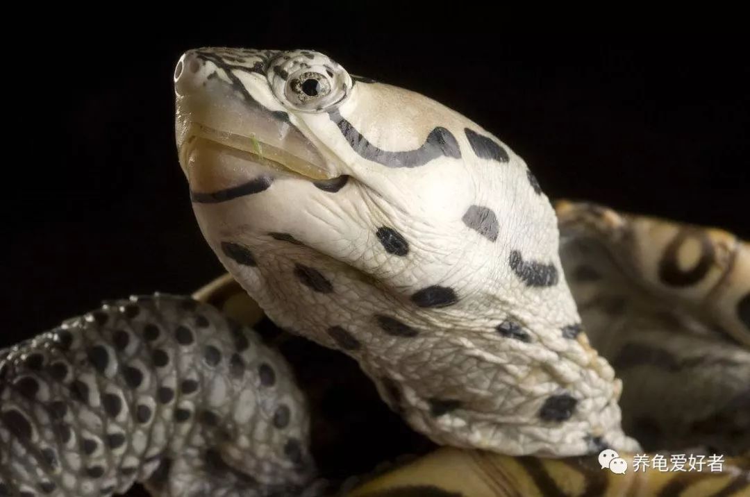 龟粮选择,剃刀龟龟粮选择