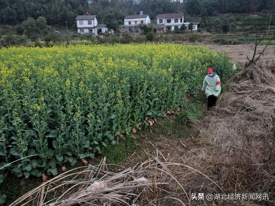 湖北保康春耕忙,宜昌春耕