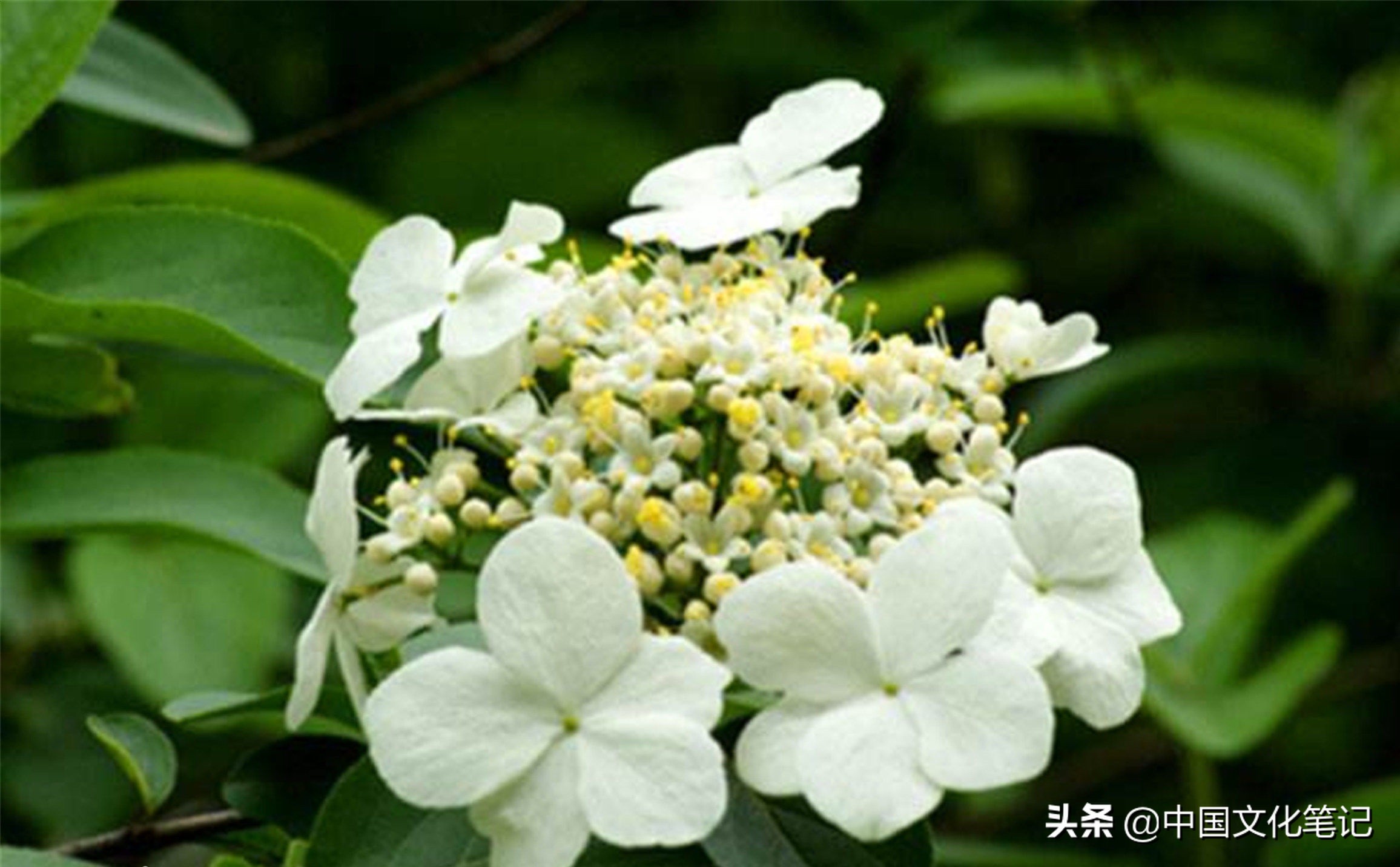 琼花聚八仙和白绣球,聚八仙琼花是珍贵树种吗