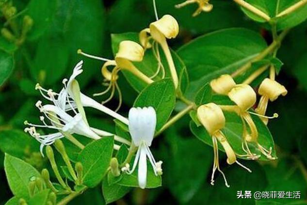 老中医喜欢养“6种花”，好看又养人，有利健康