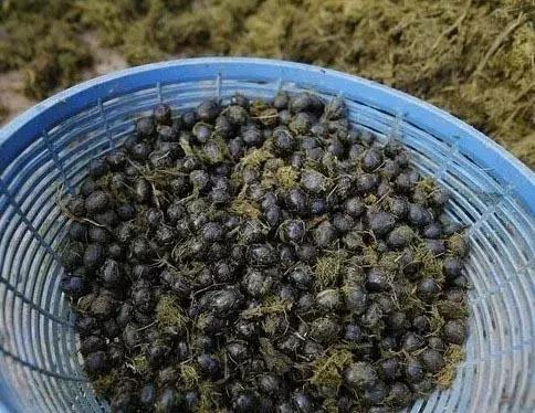 环球咖啡之旅城市,世界咖啡王国