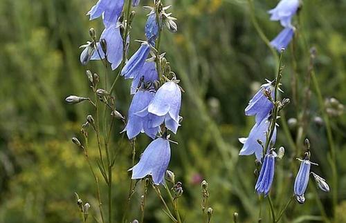 沙参是什么科植物,沙参是什么种形态