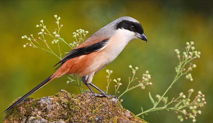 广东常见鸟类图谱和名称图文,东江揽胜鸟类
