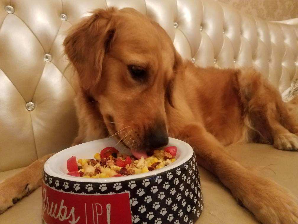 狗狗吃盐分过多会怎么样,狗狗摄入过多油脂会怎么样