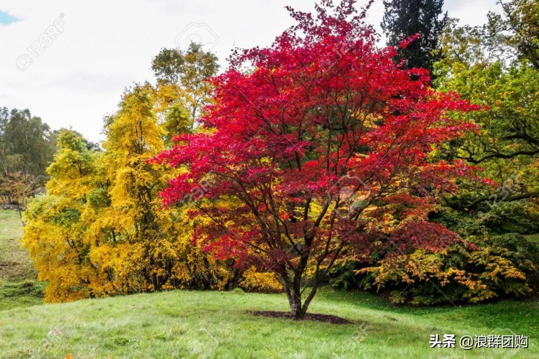 中式庭院藤类植物,枫树和紫藤