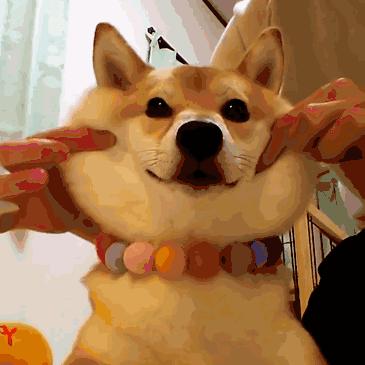 当狗狗来大姨妈，铲屎官用4个举动俘获TA的芳心，多喝热水不算