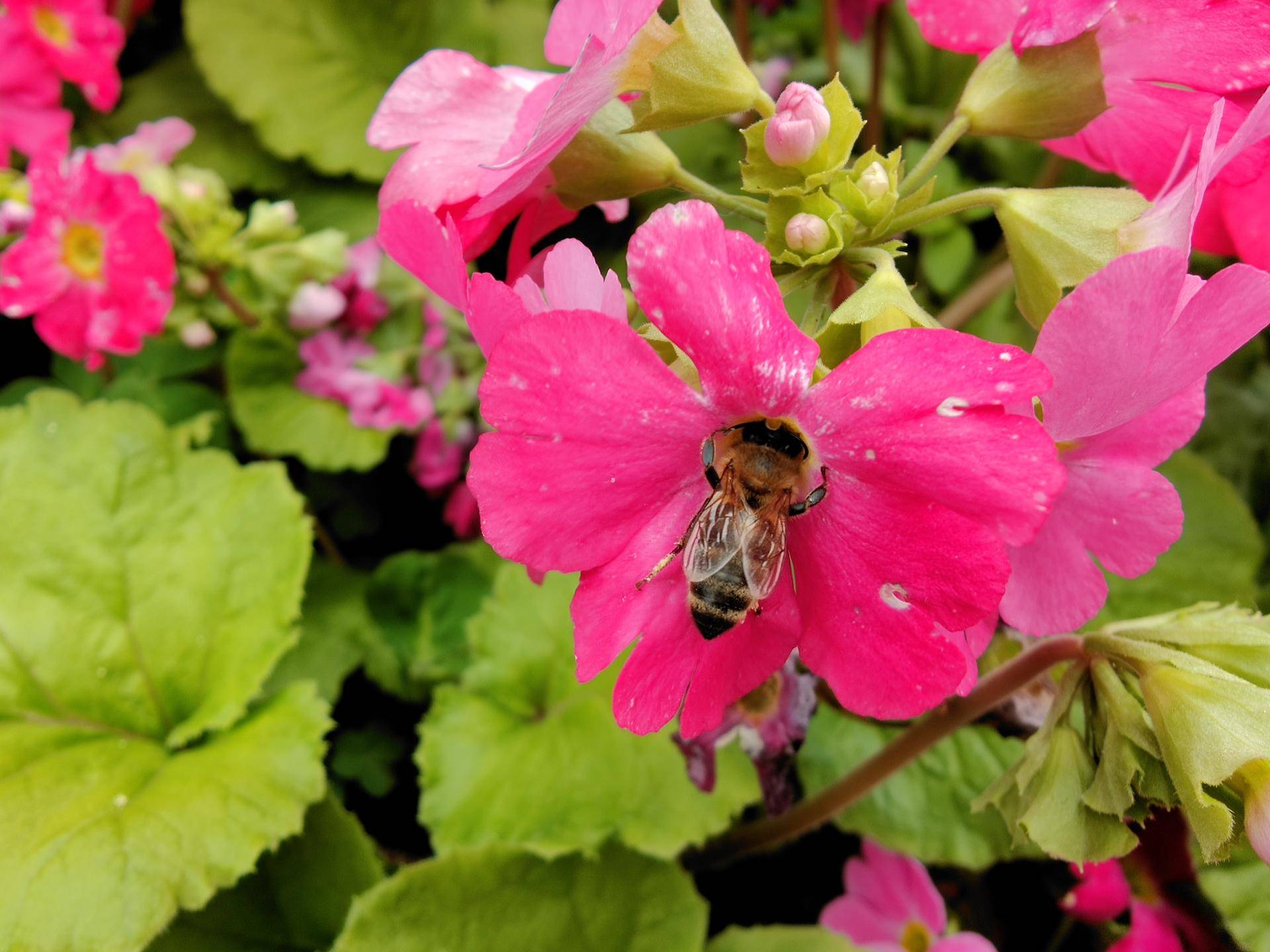 findx2pro什么价格,findx2pro发售价