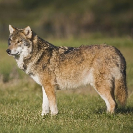 聊斋前世记忆故事,聊斋回忆往事