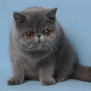 加菲猫有什么毛色,加菲猫有哪些毛色