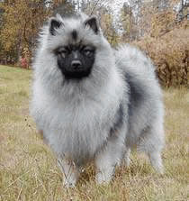 每日一犬---荷兰毛狮犬