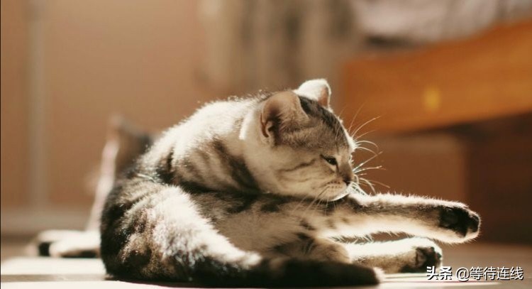 老虎和猫的故事全文,老虎和猫的故事