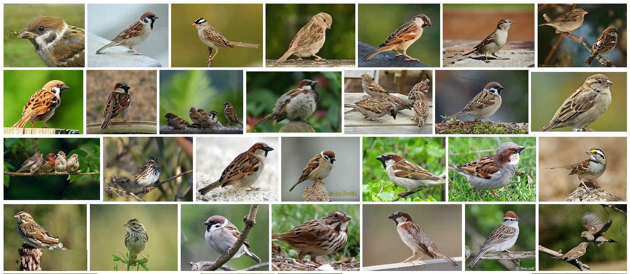 精灵宝可梦dp卡比兽,精灵宝可梦0.1