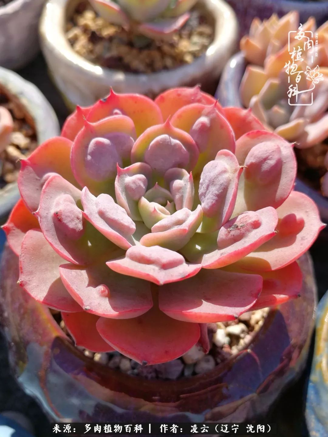 秋闲赏多肉,话育儿,亲生的自家娃,总有一刻让你怦然心动