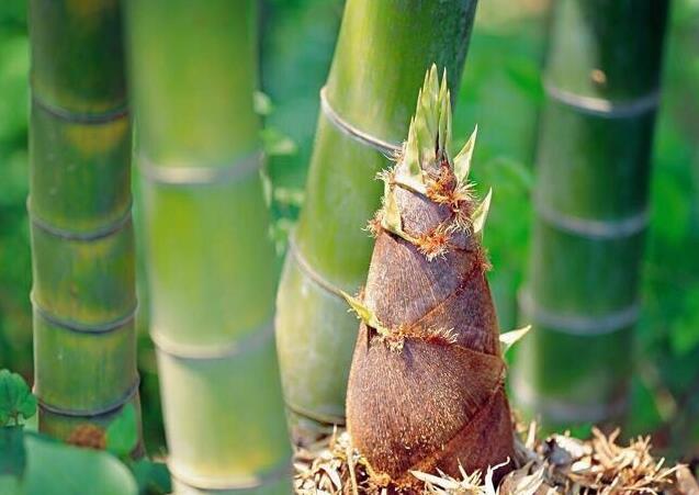 毛竹害虫,竹笋防治病虫害