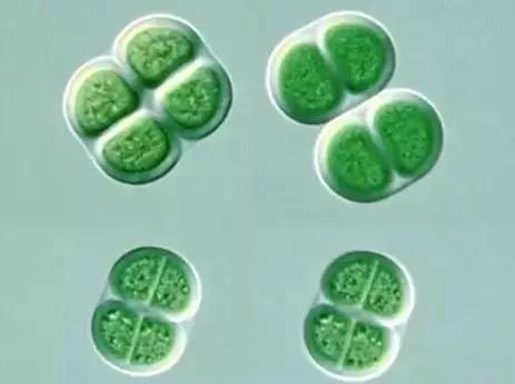 水产养殖业藻类的生命周期,水产养殖常见藻类植物