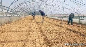 春天播种的蔬菜,春季蔬菜种子播种时间一览表