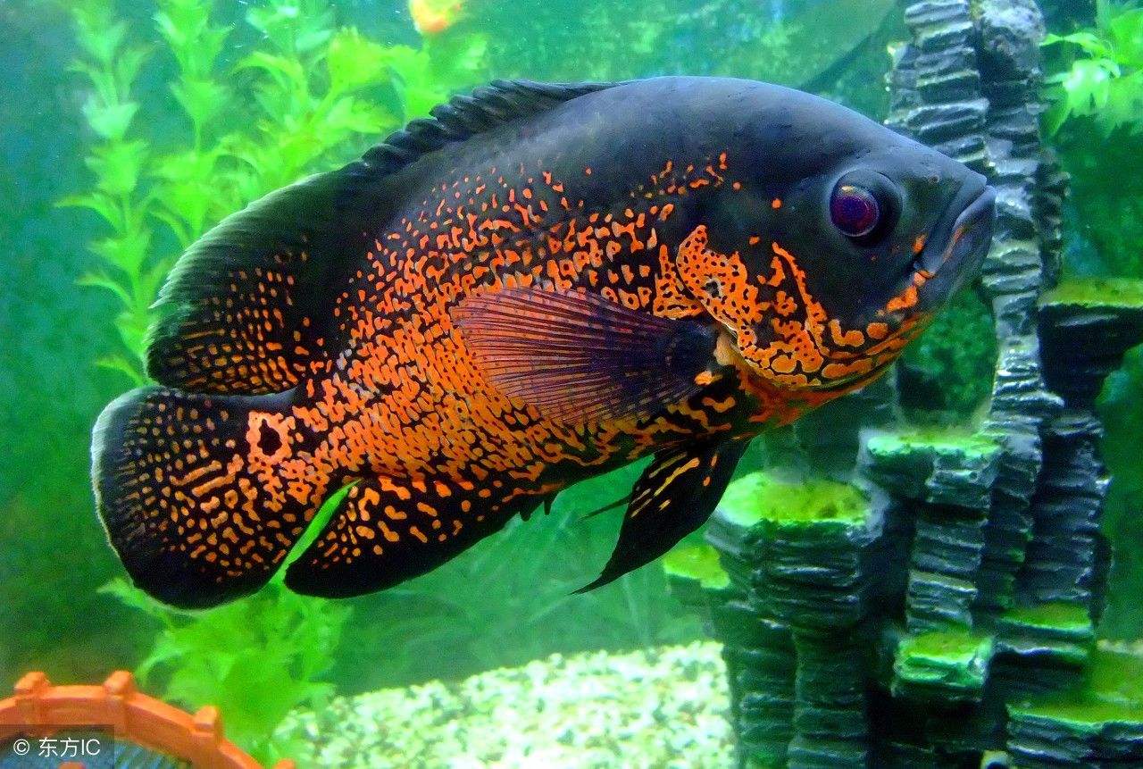 观赏鱼寄生虫治疗方法,观赏鱼得了寄生虫病怎么治疗