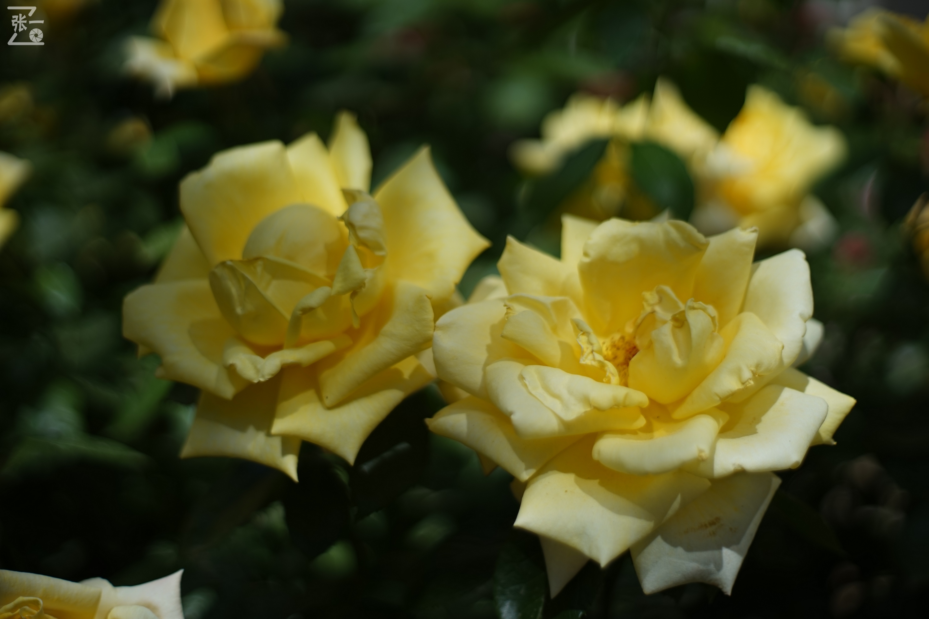 凤凰国产50mm镜头,凤凰索尼e口镜头