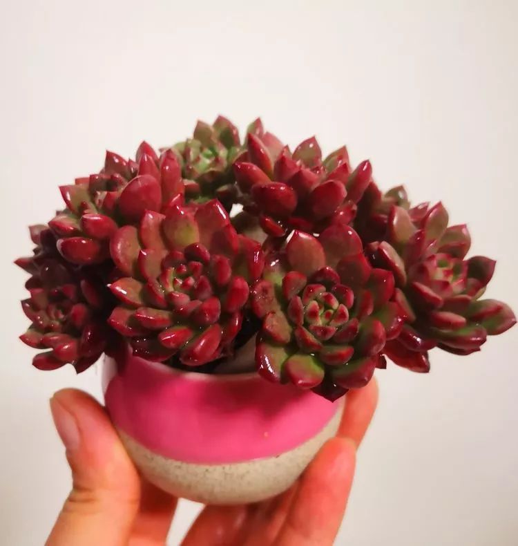 收到多肉之后干巴巴的怎么办,钱串子多肉总是干巴巴